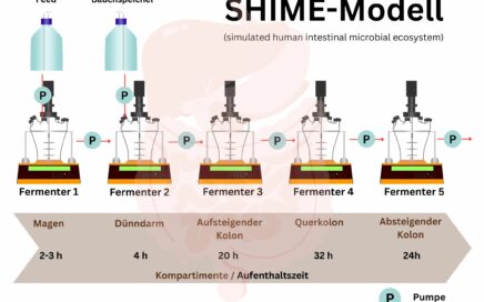 Mikrobiomforschung mit SHIME, Parallelreaktoren und Batch