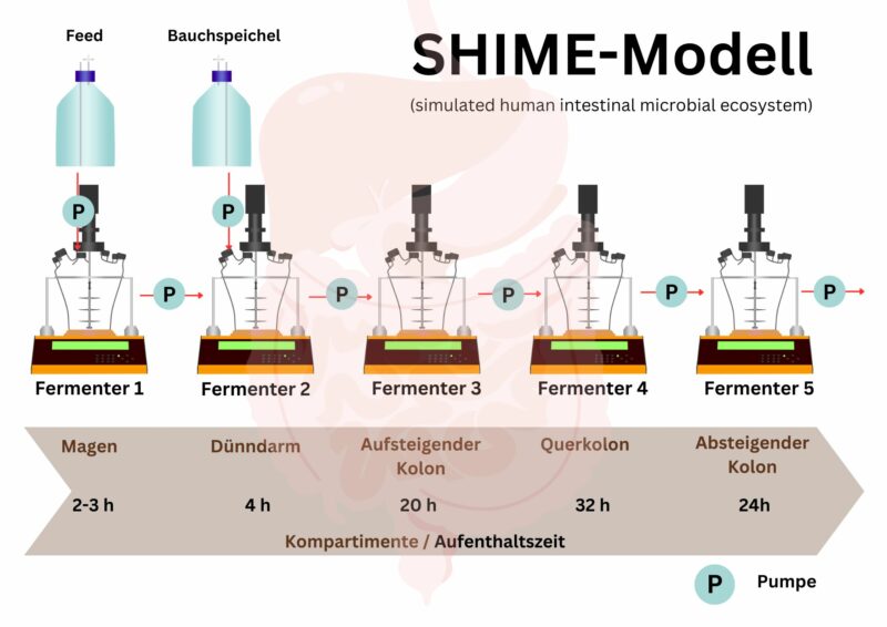 Vereinfachtes Schema zur Darstellung des fünfstufigen kontinuierlichen SHIME-Modells