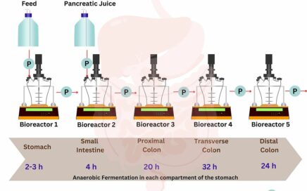 LAMBDA MINIFOR démontre ses performances exceptionnelles dans l’émulation des conditions intestinales humaines in vitro.